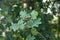 Field maple acer campestre wildflower bush leaves