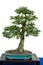 Field maple as bonsai tree