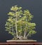 Field maple bonsai