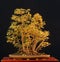 Field maple bonsai in fall color