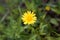 Field marigold Calendula arvensis