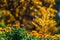 Field Marigold Closeup. Spring garden full of orange flowers. selective focus