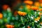 Field Marigold Closeup. Spring garden full of orange flowers. selective focus