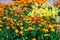 Field Marigold Closeup. Spring garden full of orange flowers. selective focus