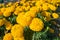 Field of marigolds