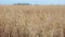 Field of mature barley
