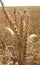 field mature ears of wheat beautiful texture close up background