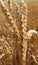 field mature ears of wheat beautiful texture close up background