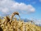 Field of mature rye cereals