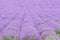 Field of mauve, purple Lavandula angustifolia, lavender, most co