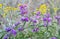 Field meadow flowers of purple, summer, spring, nature, landscape or screensaver for your desktop