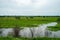 field with meadow and green forest with access to the water