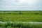 field with meadow and green forest with access to the water