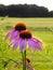 Field meadow with pink echinacea cone flowers in foreground