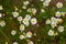Field, medicinal flowers of a chamomile plant