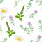 Field medicinal herbs and flowers seamless pattern.
