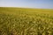 Field with millet crop