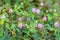 Field of Mimosa pudica flower from Thailand, Southeast Asia