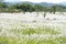 Field of Miscanthus