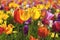 Field of Mixed Colors Tulips in Bloom Background