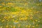 Field of mixed, native California wildflowers in a field. Selective focus on a few poppies