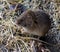 The field mouse