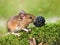 Field Mouse (Apodemus sylvaticus)