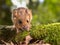 Field Mouse (Apodemus sylvaticus) looking in the camera