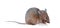 Field Mouse (clipping path)