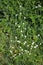 Field Mouse-Ear, cerastium arvense, flowers
