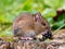 Field mouse with fruit