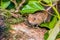 A field mouse, peering through some leaves