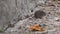 Field mouse on the porch of the house.Microtus arvalis