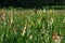 A field of multi colored Gladiolus flower.