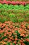 Field of multi-colored Mums