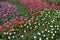 A Field of multi colored tulips