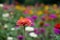 Field of multicolored gerberas