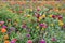 Field of multicolored gerberas