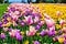 Field of multicoloured vibrant tulip  flowers in the campus of Moscow university