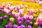 Field of multicoloured vibrant tulip  flowers in the campus of Moscow university in spring