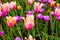 Field of multicoloured vibrant tulip  flowers in the campus of Moscow university in spring