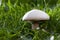 Field Mushroom or Meadow Mushroom