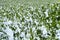 Field mustard under snow blanket