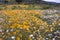 A field of natural wild growing daisies of the Namaqualand desert