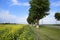 Field of near the road. A tree near the road.