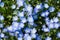 Field of Nemophila, or baby blue eyes (Nemophila menziesii, California bluebell)
