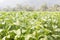 Field Nicotiana tabacum