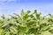 Field of Nicotiana tabacum