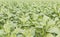 Field of Nicotiana tabacum