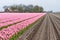 Field with numerous purple tulips